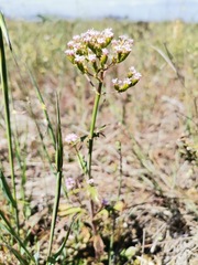 Centranthus calcitrapae
