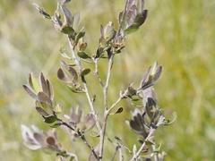 Leptospermum trinervium