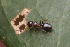 Crematogaster cornigera