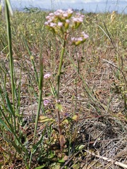 Centranthus calcitrapae