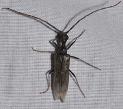 Vesperus fuentei