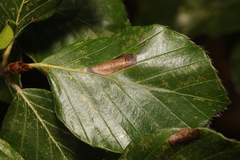 Phyllonorycter maestingella