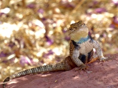 Sceloporus uniformis