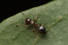 Crematogaster cornigera