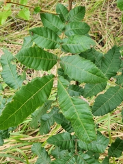 Alectryon tomentosus