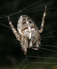 Araneus diadematus