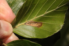 Phyllonorycter maestingella