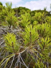 Pinus halepensis