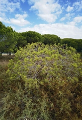 Pinus halepensis