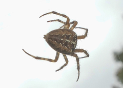 Araneus diadematus