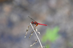 Sympetrum speciosum
