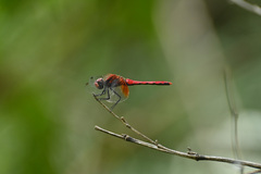 Sympetrum speciosum