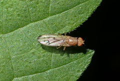 Opomyza