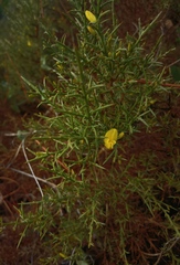 Ulex
