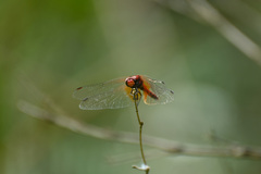 Sympetrum speciosum