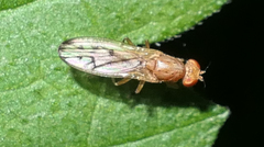 Opomyza