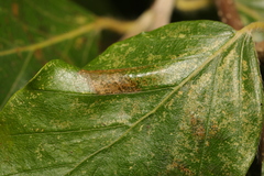 Phyllonorycter maestingella