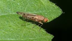 Opomyza