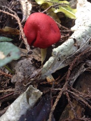 Leratiomyces erythrocephalus