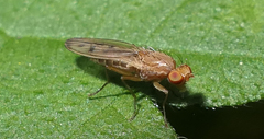 Opomyza