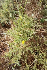 Ulex