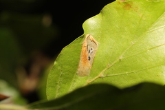 Phyllonorycter maestingella