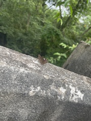 Notocrypta paralysos