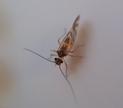 Graphopsocus