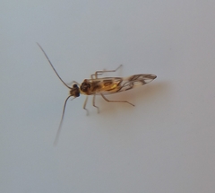 Graphopsocus