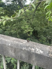 Notocrypta paralysos