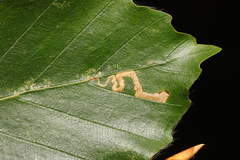 Stigmella tityrella