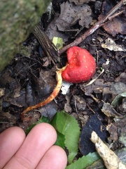 Leratiomyces erythrocephalus