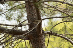 Phylloscopus bonelli