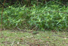 Chalcophaps longirostris