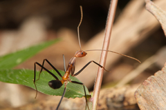 Leptomyrmex varians