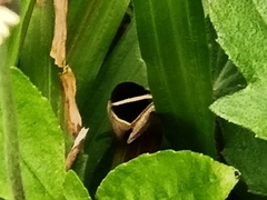 Chalciope mygdon