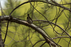 Phylloscopus bonelli