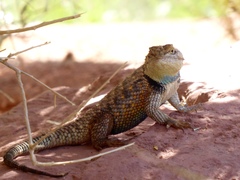 Sceloporus uniformis