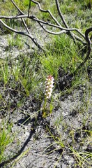 Disa obtusa hottentotica