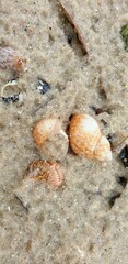 Phasianella ventricosa