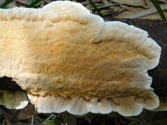 Coriolopsis telfairii