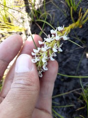 Disa obtusa hottentotica