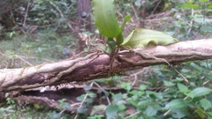 Rhinerrhiza divitiflora