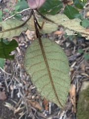 Trichocladus crinitus