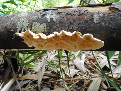 Coriolopsis telfairii