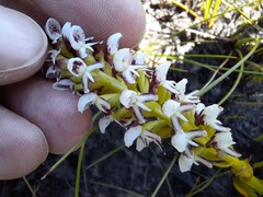 Disa obtusa hottentotica