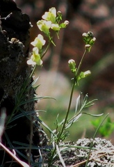 Linaria incompleta