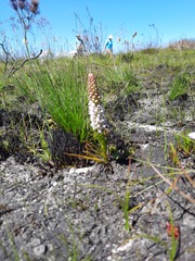 Disa obtusa hottentotica