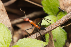 Leptomyrmex rufithorax