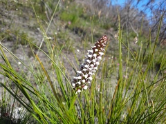 Disa obtusa hottentotica